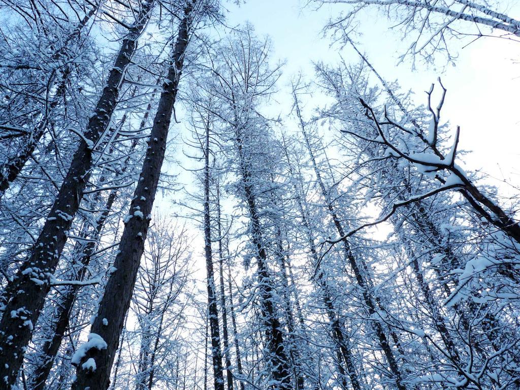 Shin Furano Prince Hotel Zewnętrze zdjęcie Snow-covered trees in the Black Forest